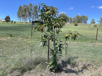 Chestnut tree