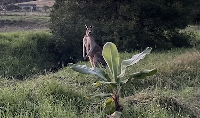 Kangaroo 2