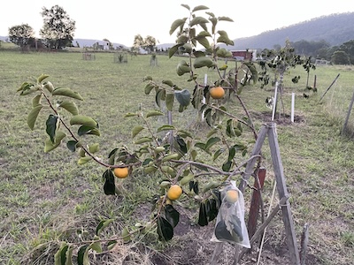 Persimmon tree